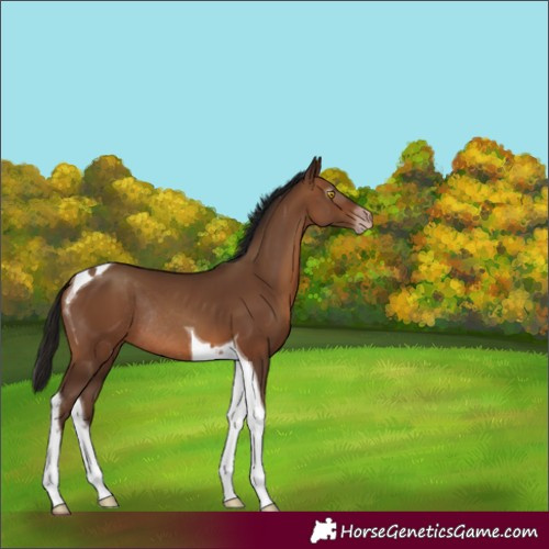 Horse Color:Gray Amber Champagne Tobiano Rabicano