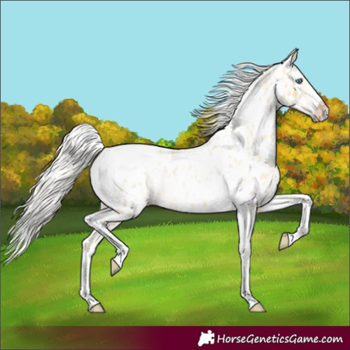 Horse Color:Silver Classic Cream Champagne Roan Dun Splash Tobiano Appaloosa Rabicano 