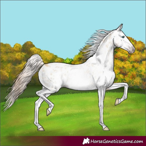Horse Color:Gray Amber Cream Champagne Roan Dun Splash Frame Appaloosa 