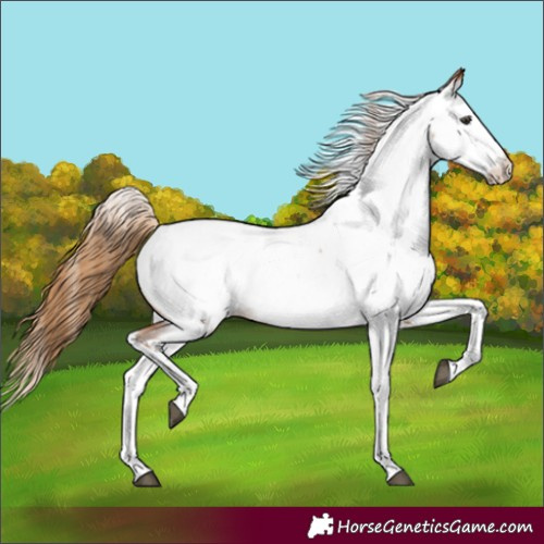 Horse Color:Red Roan Splash Tobiano Appaloosa 