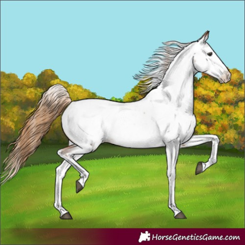 Horse Color:Red Roan Splash Tobiano Appaloosa 