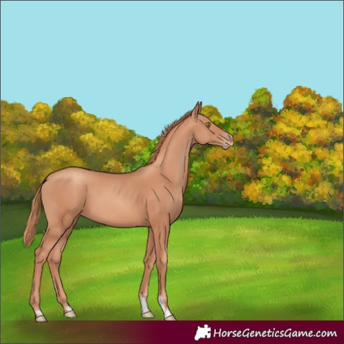 Horse Color:Gold Champagne Sabino 
