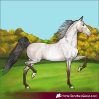 Horse Color:Gray Amber Champagne Roan Frame