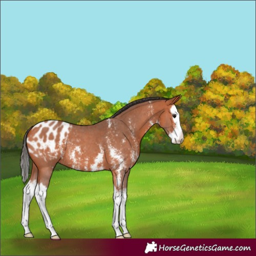 Horse Color:Bay Sabino Splash Appaloosa 