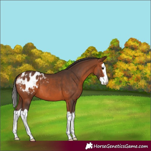 Horse Color:Bay Splash Appaloosa 