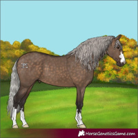 Horse Color:Silver Brown Dun 