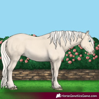 Horse Color:Cremello 