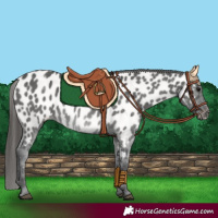 Horse Color:Black Appaloosa 
