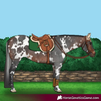 Horse Color:White Spotted Bay 