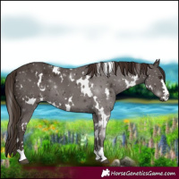 Horse Color:White Spotted Liver Chestnut