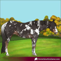 Horse Color:White Spotted Liver Chestnut