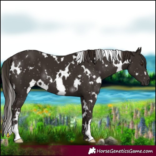 Horse Color:White Spotted Liver Chestnut 