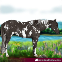 Horse Color:White Spotted Liver Chestnut 
