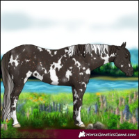 Horse Color:White Spotted Liver Chestnut 