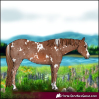 Horse Color:White Spotted Chestnut 
