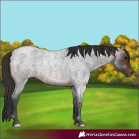 Horse Color:Brown Roan