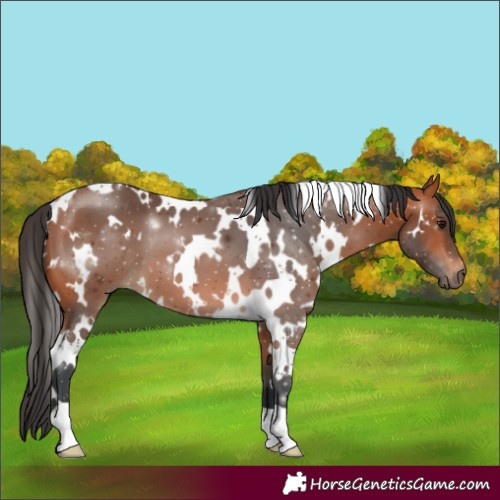 Horse Color:White Spotted Bay 