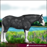 Horse Color:Black Splash