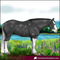 Horse Color:Black Splash