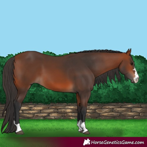 Horse Color:Bay 