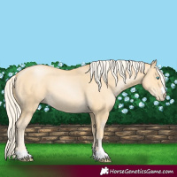 Horse Color:Palomino Pearl