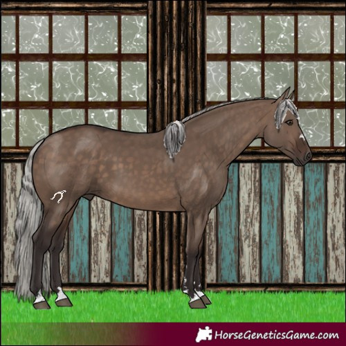 Horse Color:Silver Brown Dun 