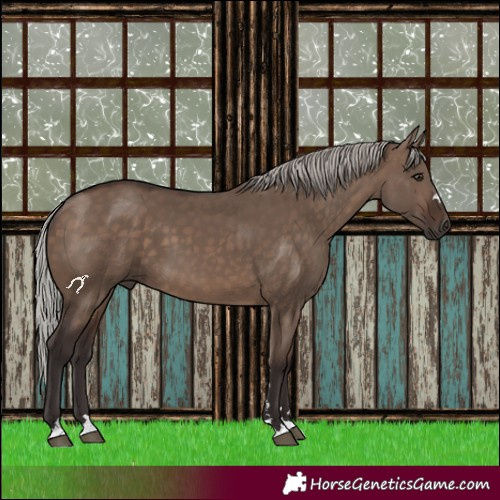 Horse Color:Silver Brown Dun 