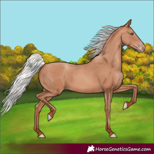 Horse Color:Silver Amber Champagne Rabicano 