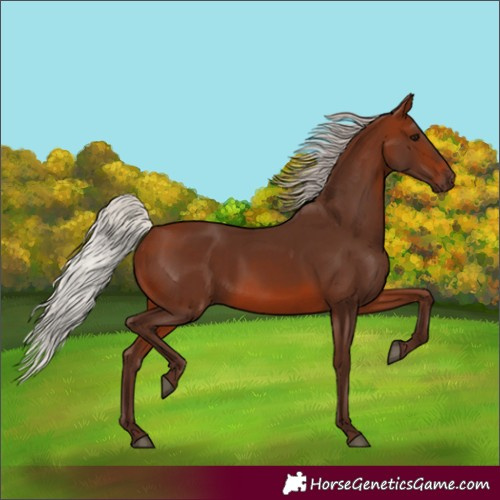 Horse Color:Silver Brown Rabicano 