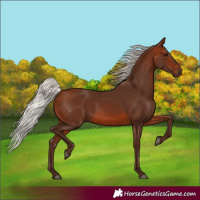 Horse Color:Silver Brown Rabicano 
