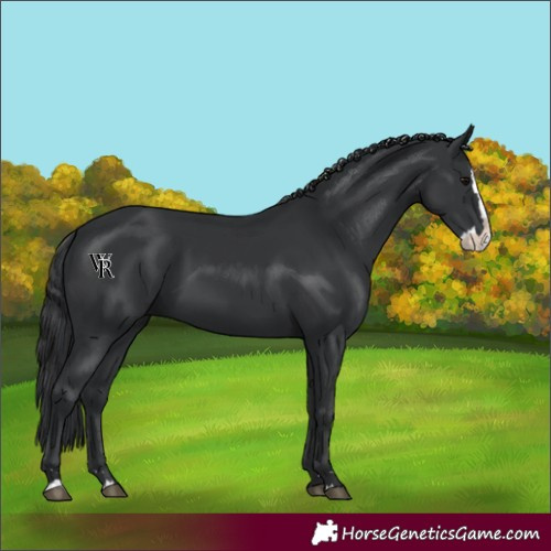 Horse Color:Black Splash 