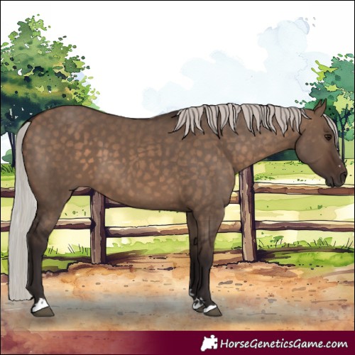 Horse Color:Silver Brown Dun 