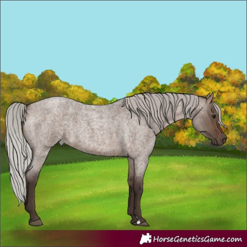 Horse Color:Silver Brown Roan Dun 