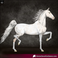 Horse Color:Silver Amber Champagne Roan Dun Splash Tobiano Frame Blanket Rabicano 