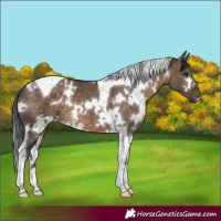 Horse Color:White Spotted Brown Dun Tobiano 