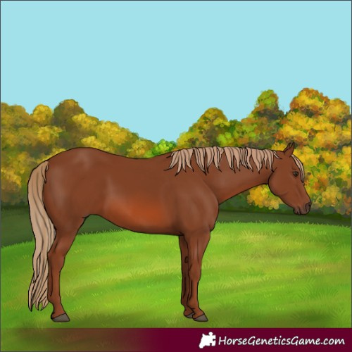 Horse Color:Chestnut 