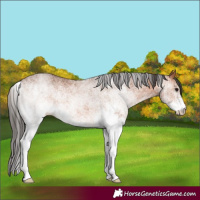 Horse Color:White Spotted Bay Rabicano 
