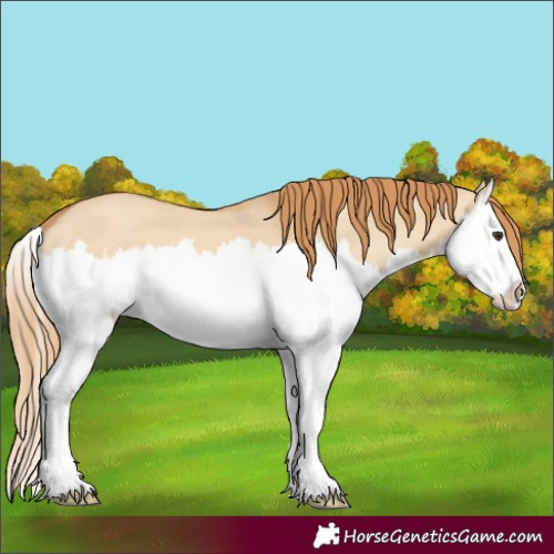 Horse Color:Red Dun Splash 