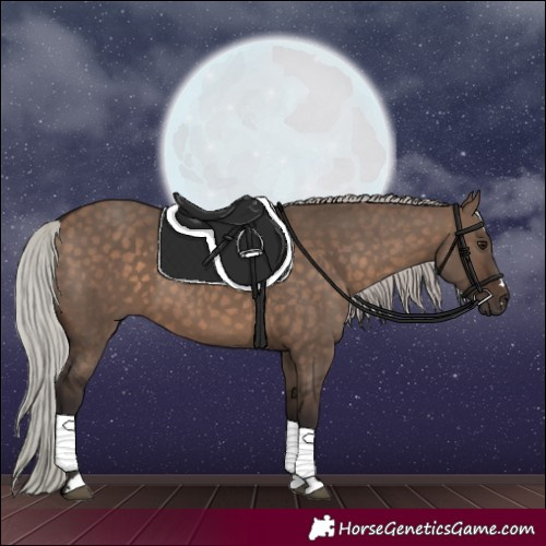 Horse Color:Silver Brown Dun 