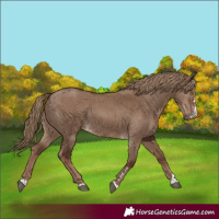 Horse Color:Liver Red Dun 