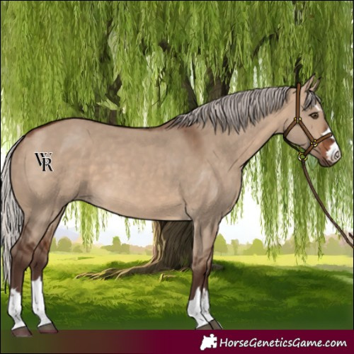 Horse Color:Silver Brown Dun