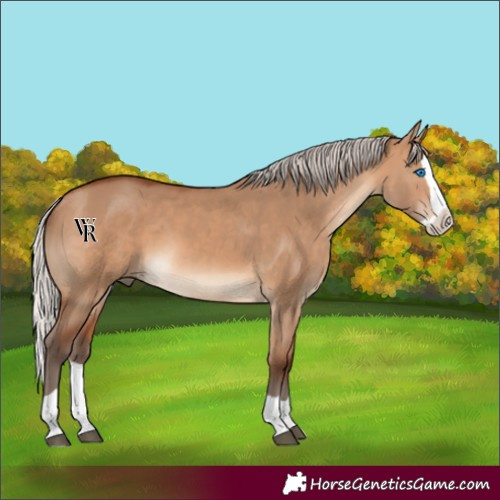 Horse Color:Silver Brown Dun Splash