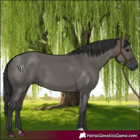 Horse Color:Grullo 
