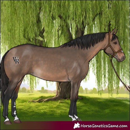 Horse Color:Bay Dun 