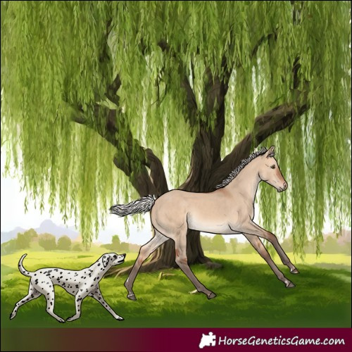 Horse Color:Silver Bay Dun 