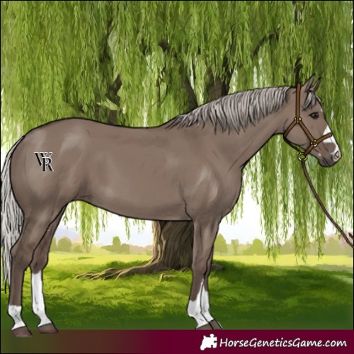 Horse Color:Silver Grullo 