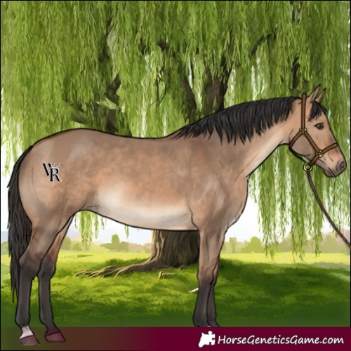 Horse Color:Bay Dun