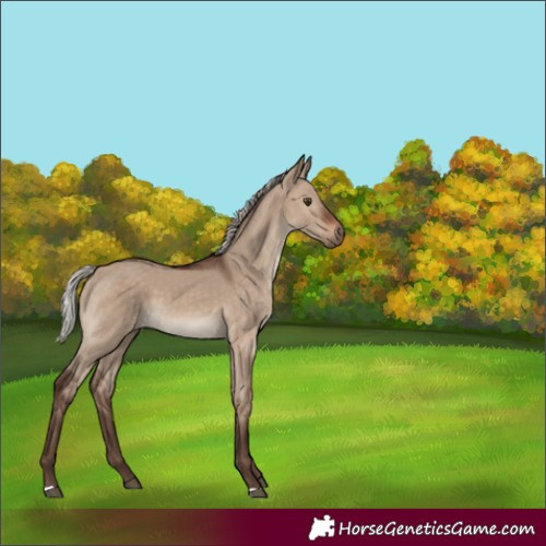 Horse Color:Unknown 