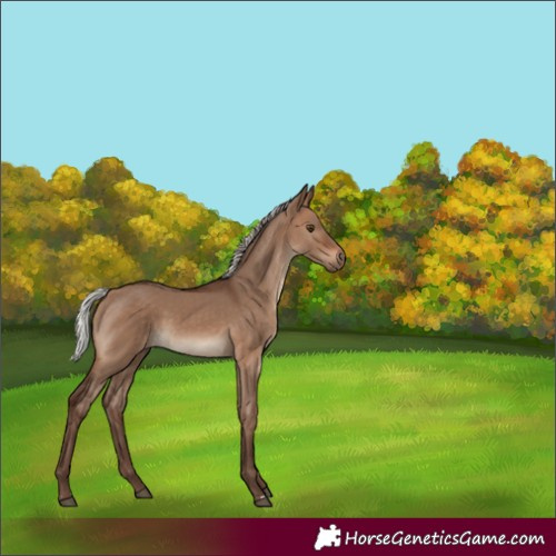 Horse Color:Silver Brown Dun 