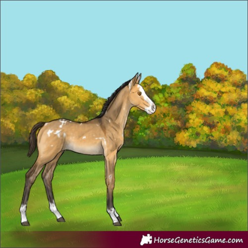 Horse Color:Unknown 